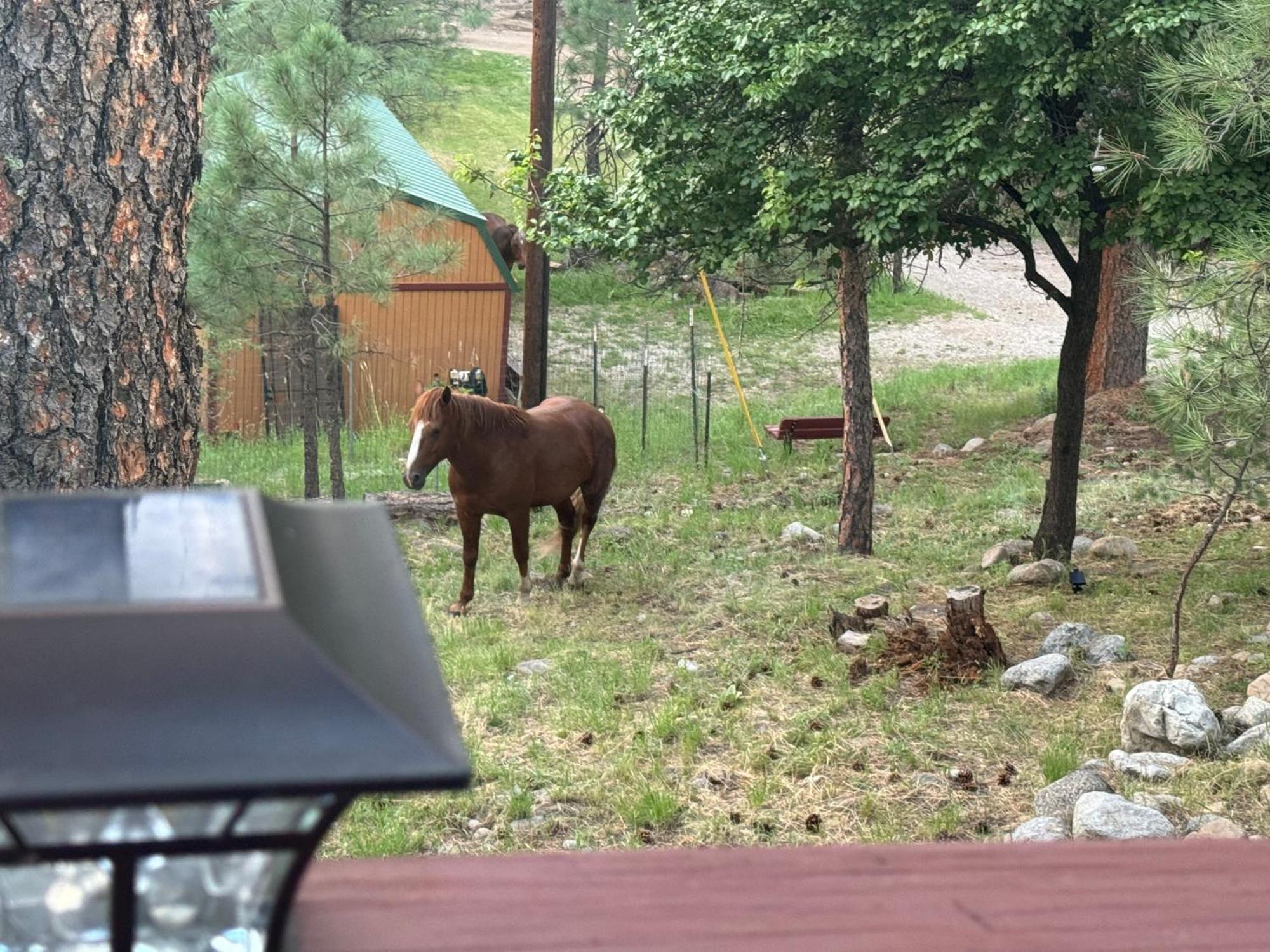 Gonzales Cozy Little Bear Cabin Ruidoso Bagian luar foto