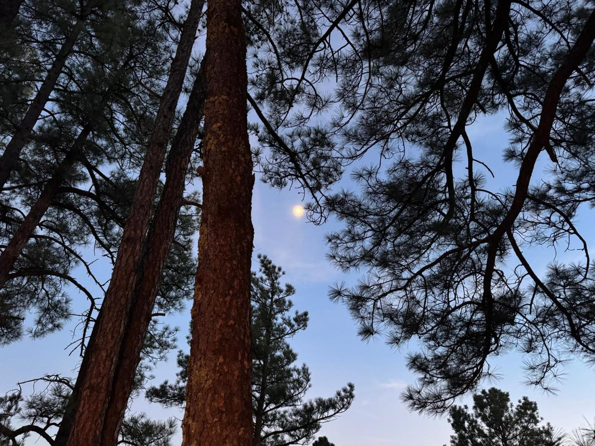 Gonzales Cozy Little Bear Cabin Ruidoso Bagian luar foto