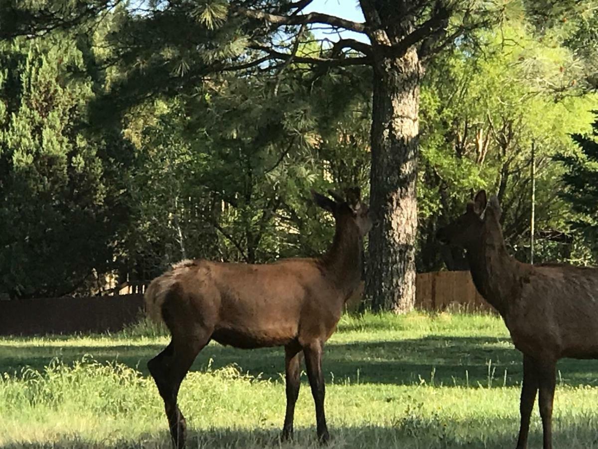 Gonzales Cozy Little Bear Cabin Ruidoso Bagian luar foto
